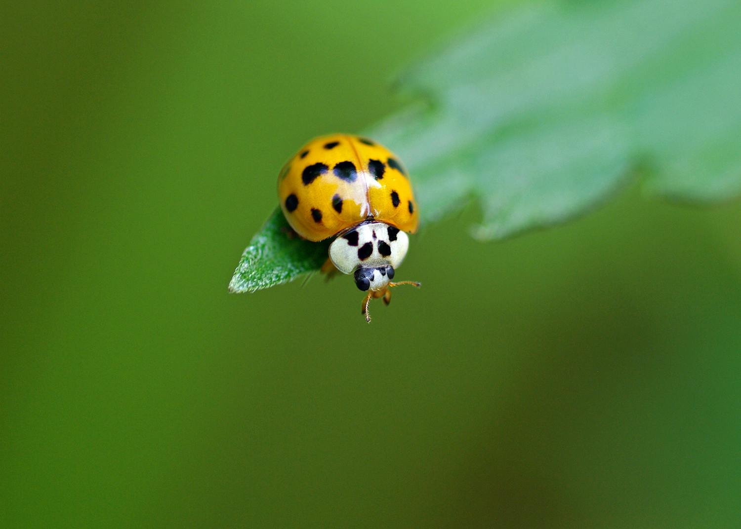 Makrobillede af harlekin-mariehøne